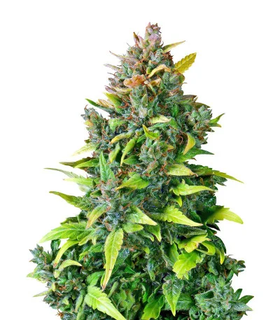 CBD Auto 20:1 fem