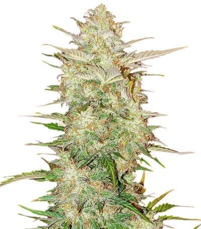 Chemdawg Auto fem