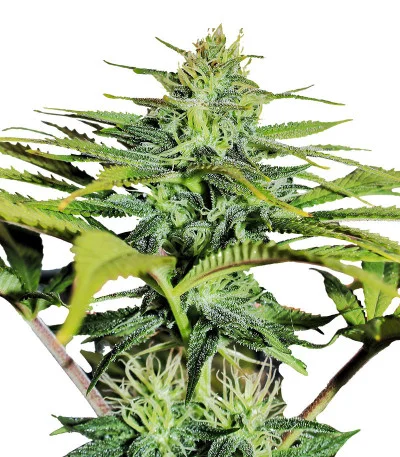 GG4 Sherbet FF