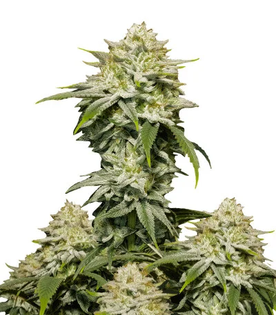 Gorilla Cookies FF