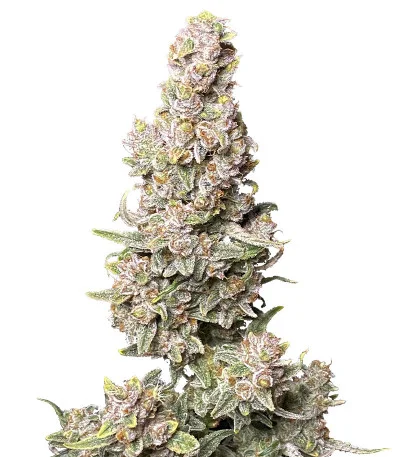 Gorilla Punch Auto