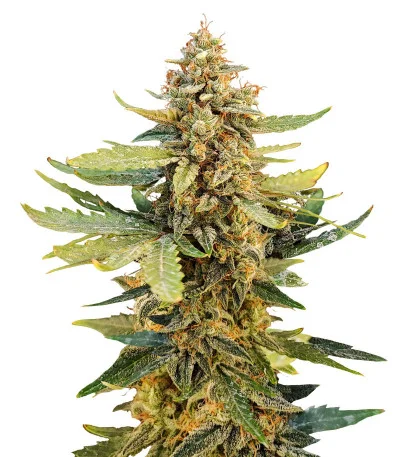 Guava Auto