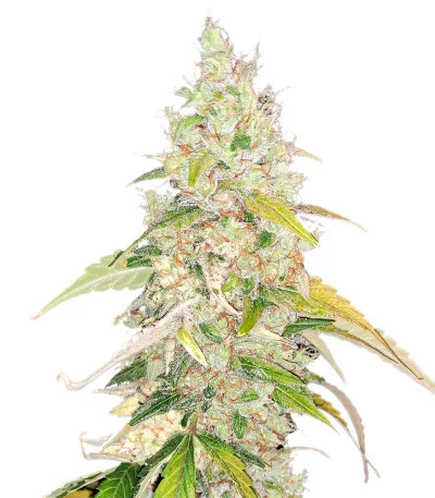Jack Herer Auto fem