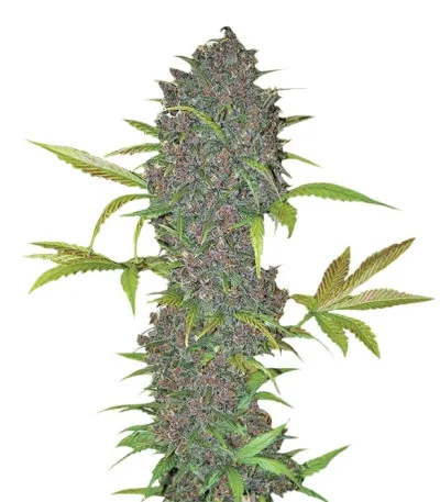 LSD-25 Auto fem