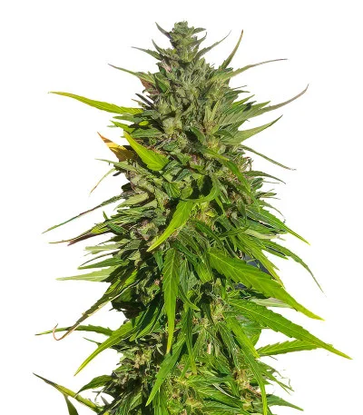 Moby Dick Auto