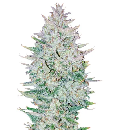 OG Kush Auto fem
