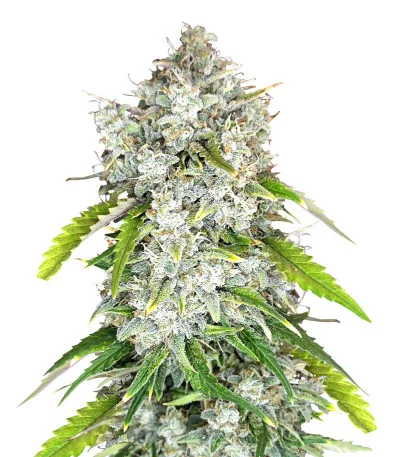 Papaya Cookies Auto