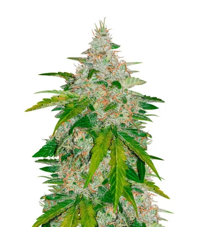 Six Shooter Auto fem