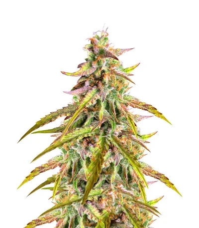 West Coast O.G. Auto fem