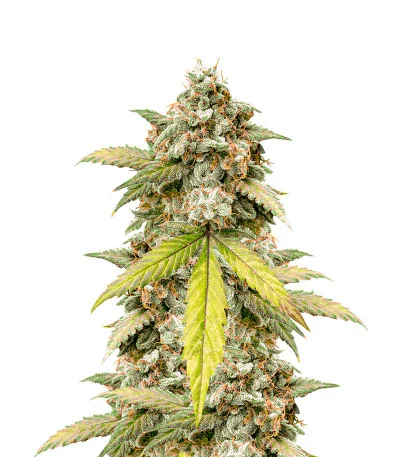 Zkittlez Auto fem