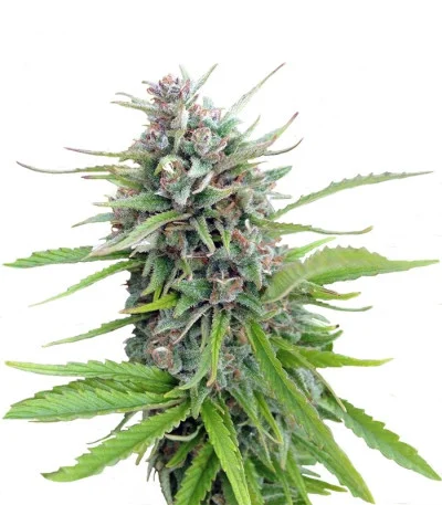 Exodus Cheese fem