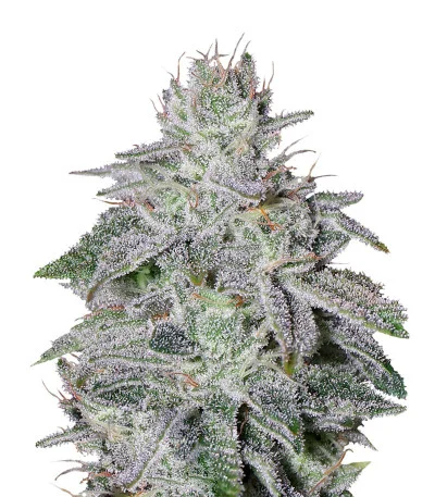 Franco’s Lemon Cheese fem