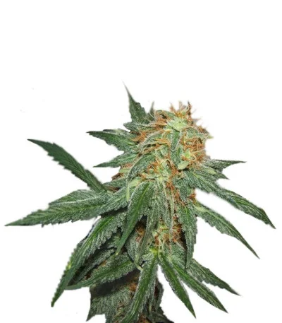 Great White Shark fem