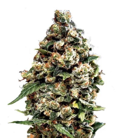 Jack Herer Auto fem