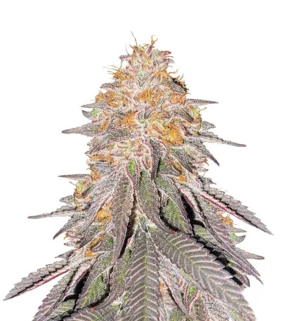 King’s Juice fem