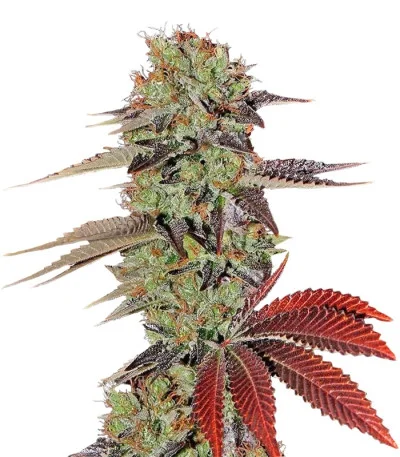 King’s Kush Auto fem