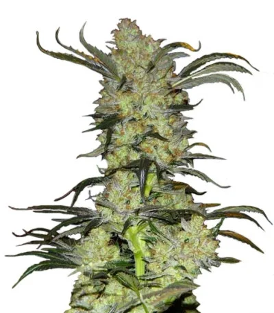 King’s Kush fem