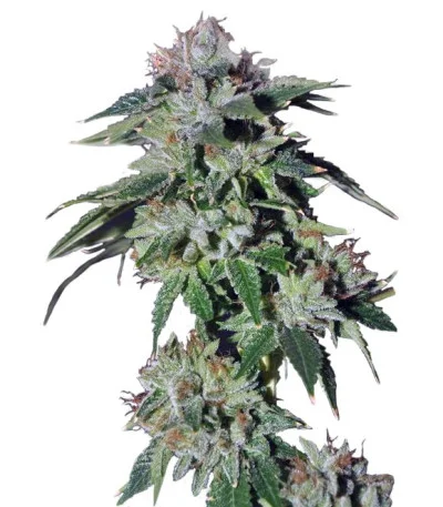 Pure Kush fem