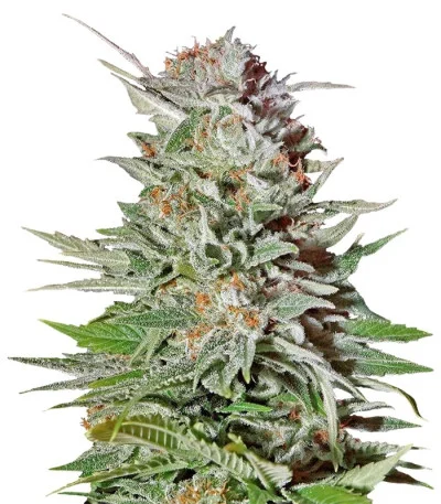 Super Lemon Haze Auto fem