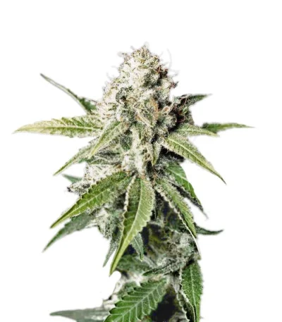 White Widow fem