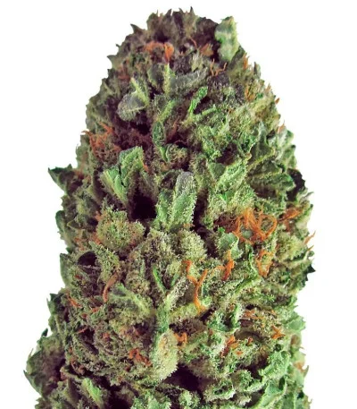 Budzilla fem