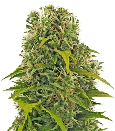 High Density Auto fem