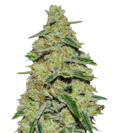 Lemon Cake fem