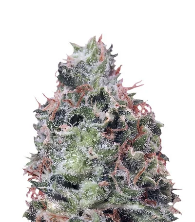 Waist Deep Auto fem