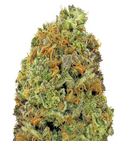 Wipeout Express Auto fem