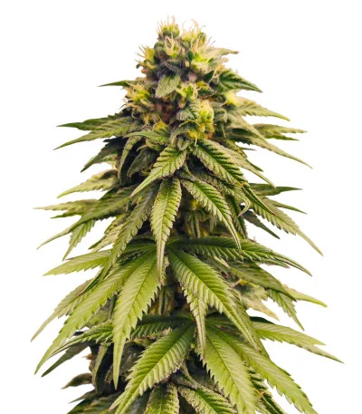 Bruce Banner #3 fem