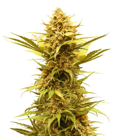 Critical XXL Auto fem