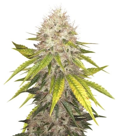 Za-Za OG fem
