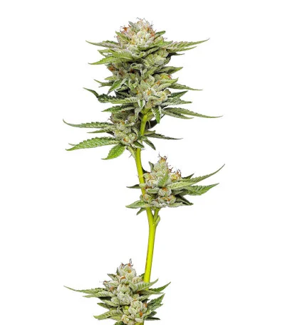 Durban Poison Auto fem