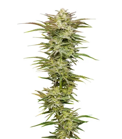 Jelly Donutz Auto fem