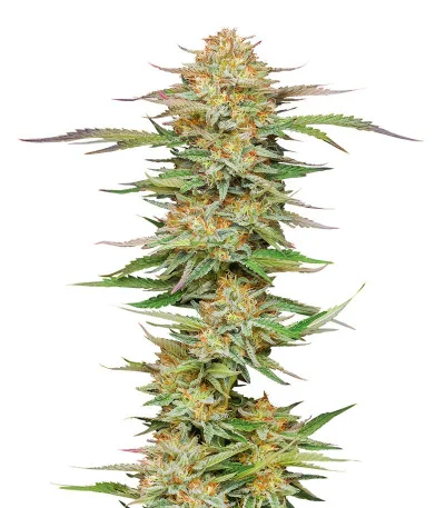 Orange Creampop fem