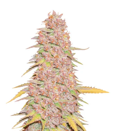Gelato 242 fem