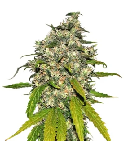 AK-48 Autoflower fem