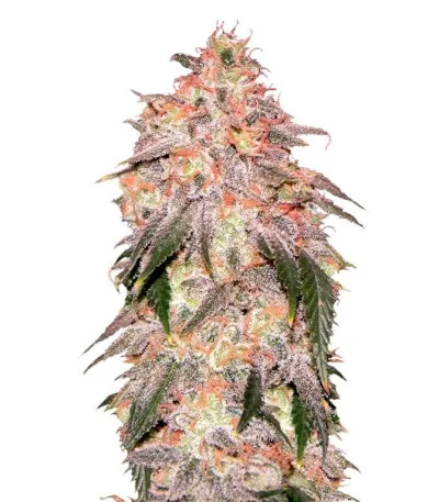 Aurora Indica fem