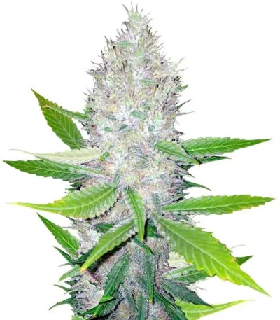 Blackberry fem