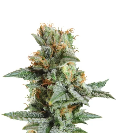 Blueberry Kush Autoflower fem