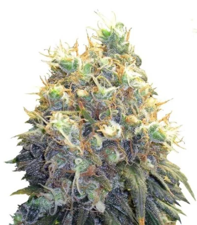 Bubblelicious fem