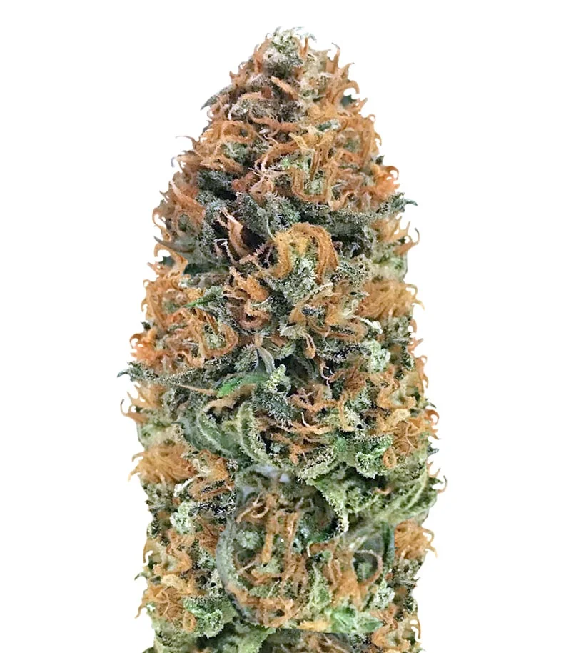Bubblelicious regular