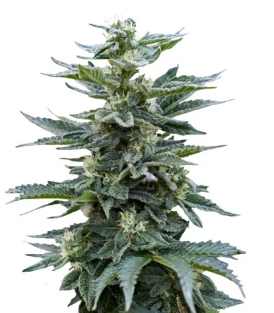 Full Moon fem