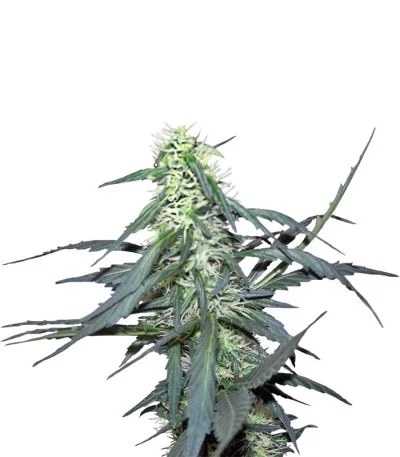 Hawaii Maui Waui fem
