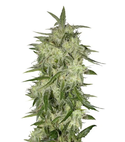 Lemon OG Haze Autoflower fem
