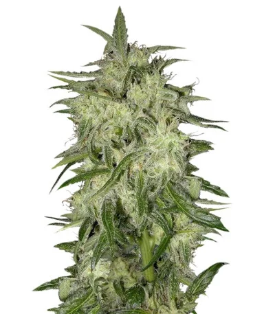 Lemon OG Haze fem