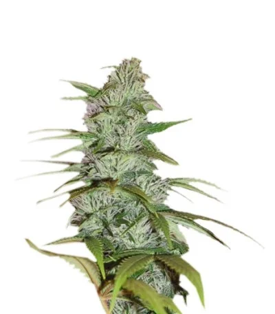 Master Kush fem