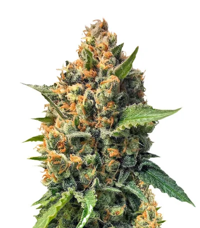 Misty Kush regular