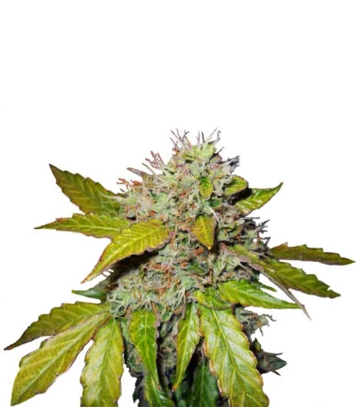 Northern Lights Autoflower fem