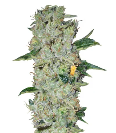 Northern Lights regular